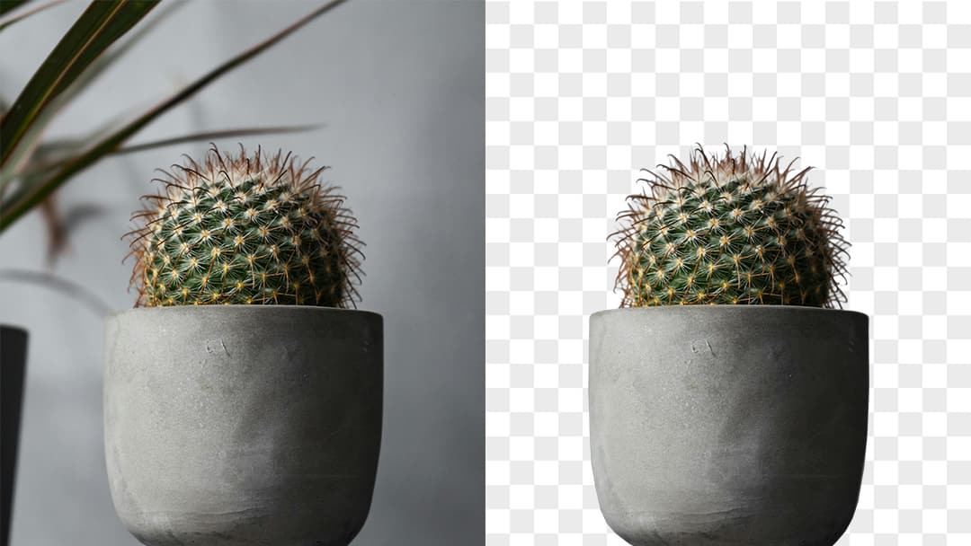 Our background eraser tool offers high precision in separating subjects from their backgrounds, so that every thorn of a cactus is perfectly preserved.