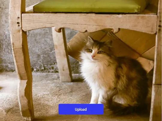 Upload a cat photo for overlaying.