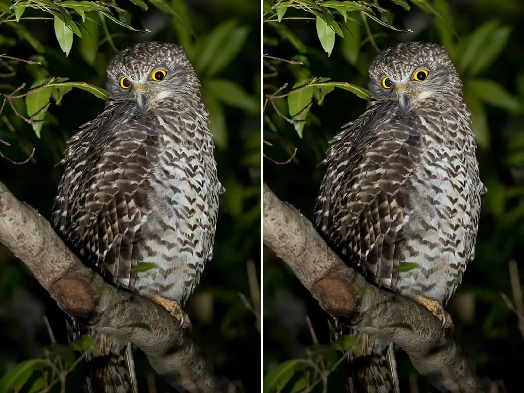 Edit red eye out in animal photo